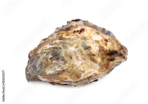 Fresh raw closed oyster isolated on white