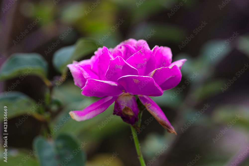 Fototapeta premium Beautiful Pink rose flower in a Sydney front yard NSW Australia