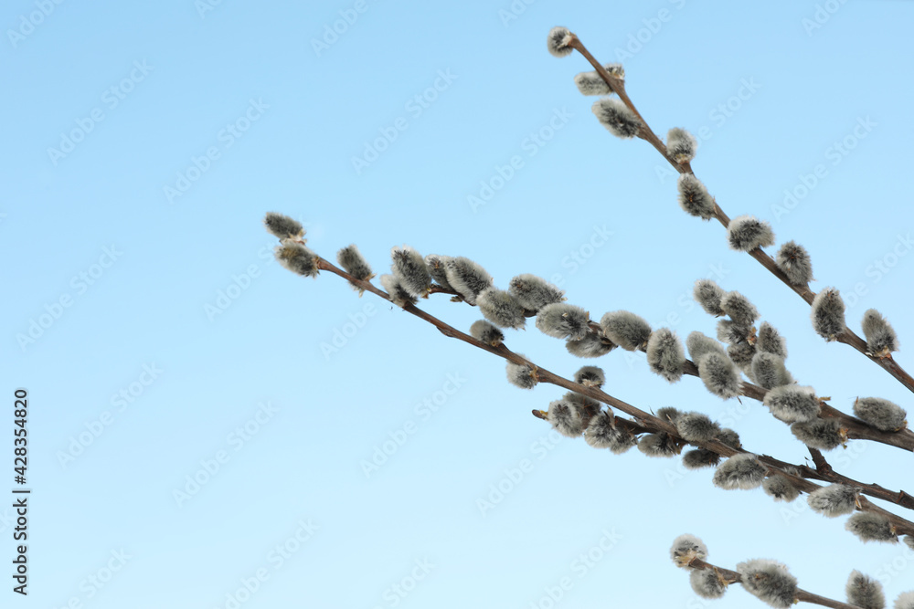 Beautiful view of pussy willow branches against blue sky outdoors, space for text Beautiful view of pussy willow branches against blue sky outdoors, space for text