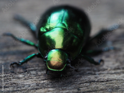 A metallic green wood-boring beetle, Jewel beetle in nature © Jatuporn