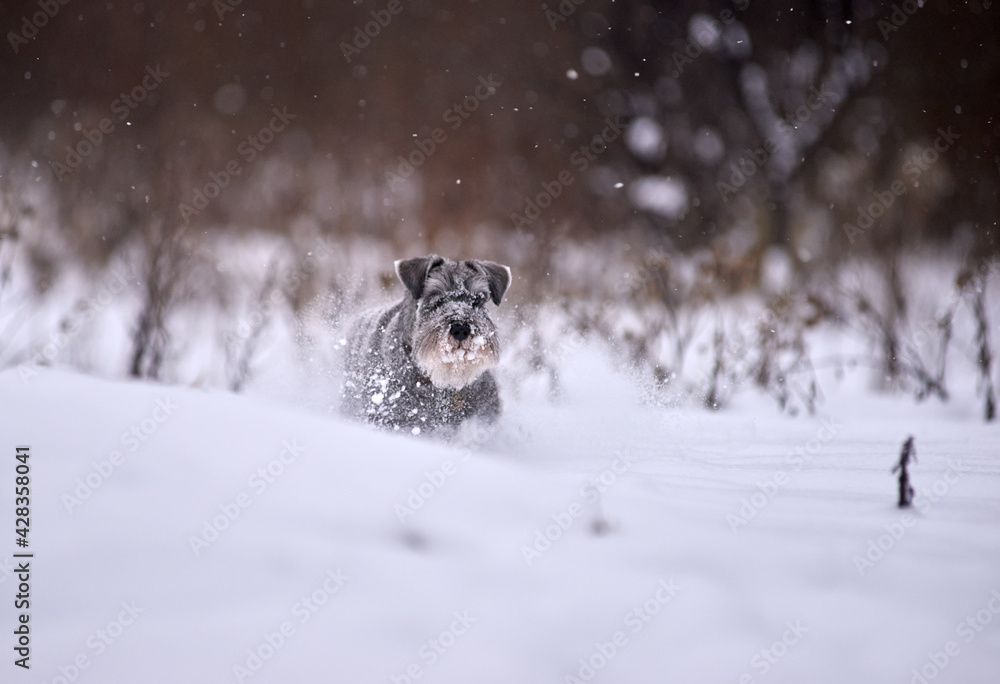 Miniature Schnauzer puppy running in winter