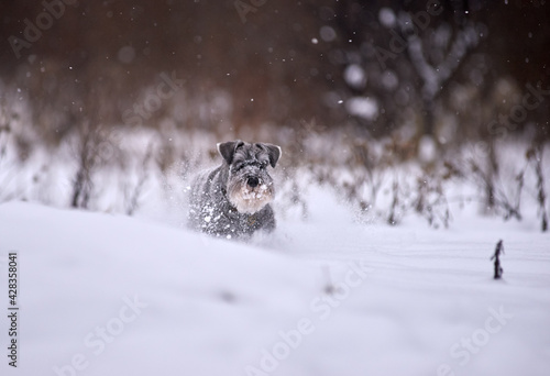 Miniature Schnauzer puppy running in winter