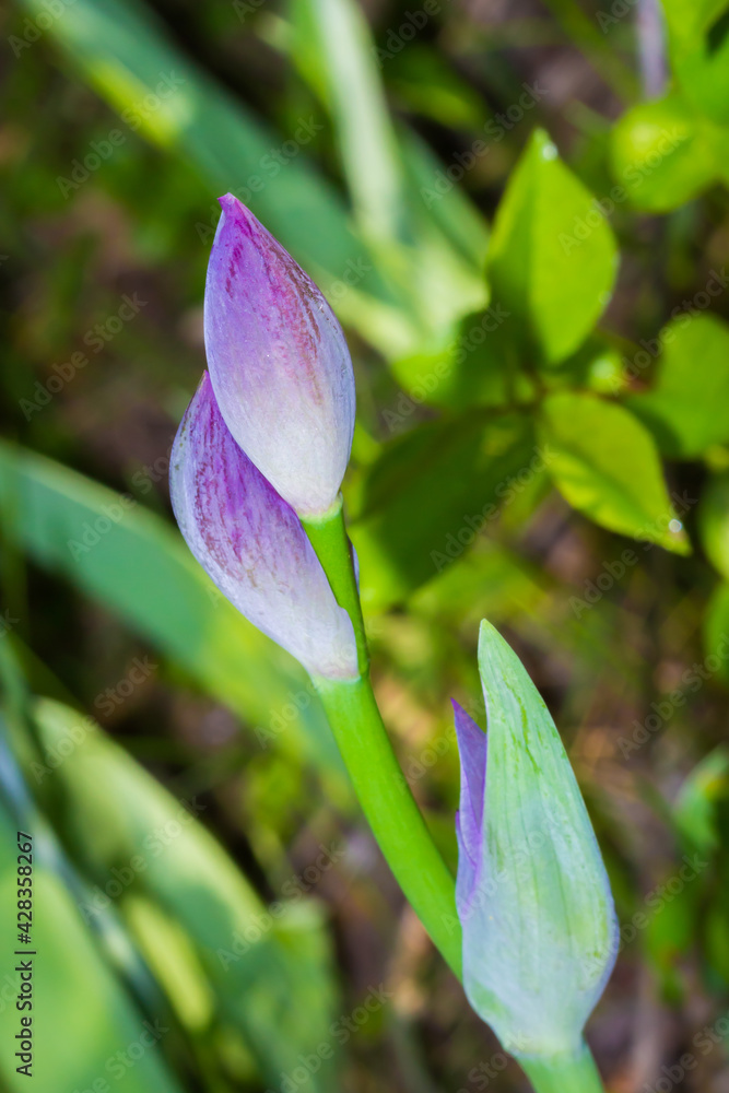 The buds os the iris (of the family Iridaceae). The buds os the iris (of the family Iridaceae).