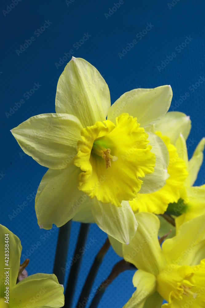 Naklejka premium Spring floral background. bouquet of narcissus on blue background top view flat lay. International Women's Day