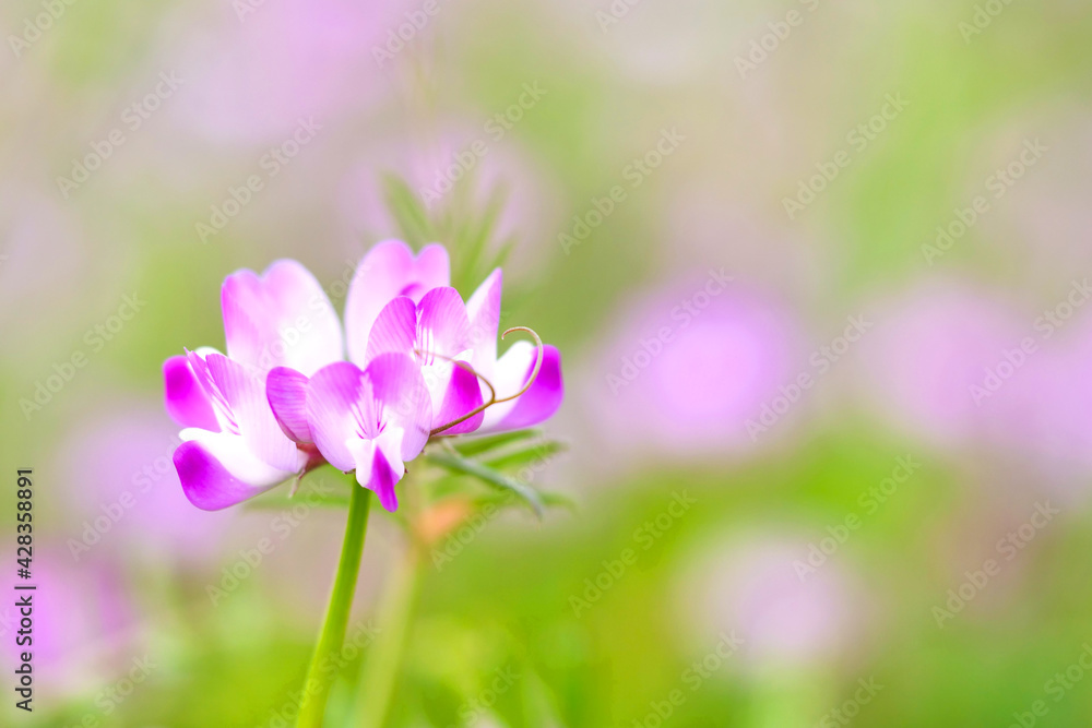 Fototapeta premium 春の花 ~ レンゲソウ アップ