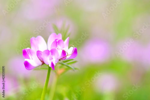 春の花 ～ レンゲソウ アップ © breathing