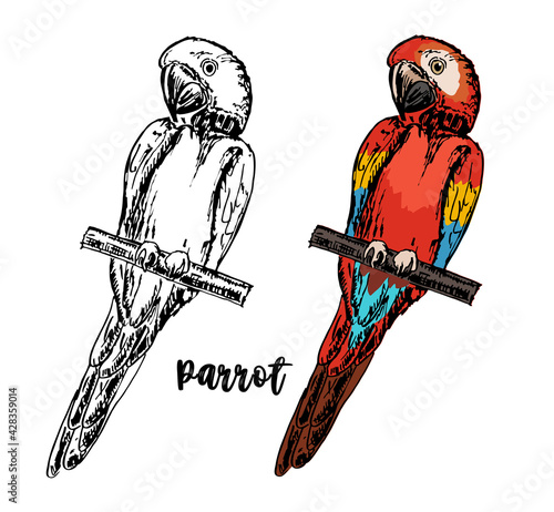 Set of hand drawn sketch black and white with colorful vintage exotic tropical bird parrot. Vector illustration isolated object. Monochrome and color versions. Macaw parrot ara