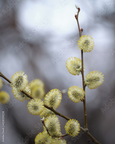 バッコヤナギの花（ Salix caprea） © FRAGMENTSOFHOKKAIDO
