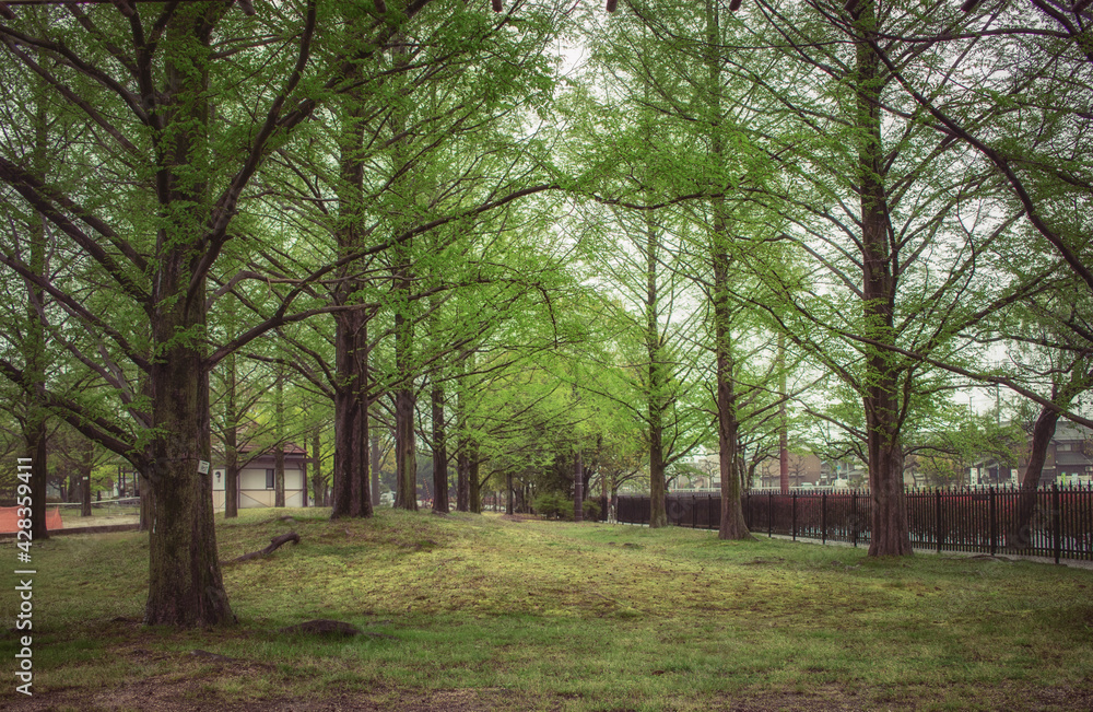 新緑のメタセコイヤと雨の日の公園の風景
