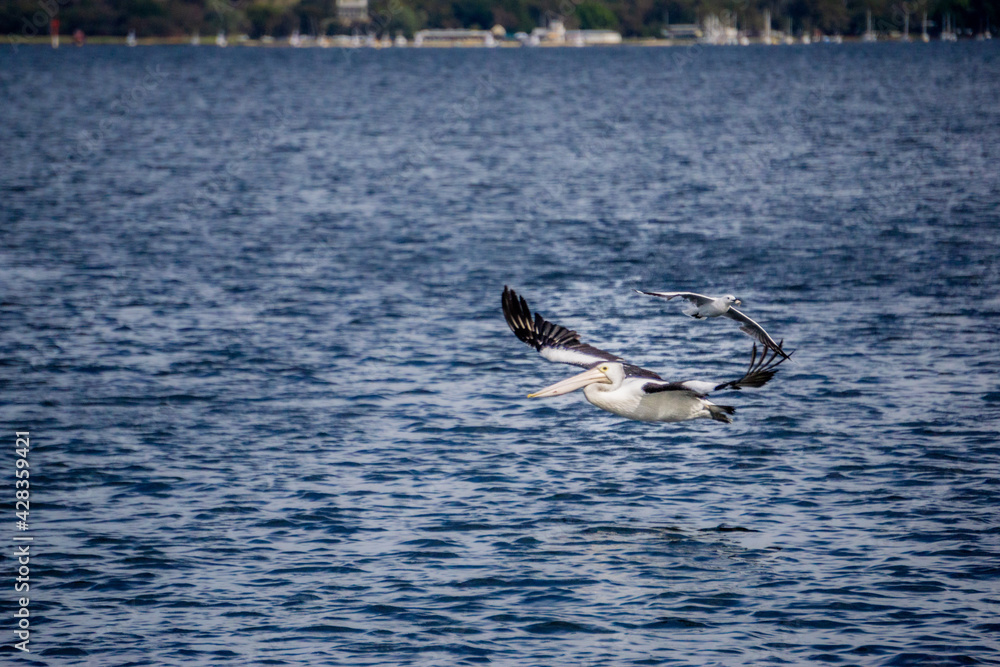 Fototapeta premium Flying Pelican and Seagull 