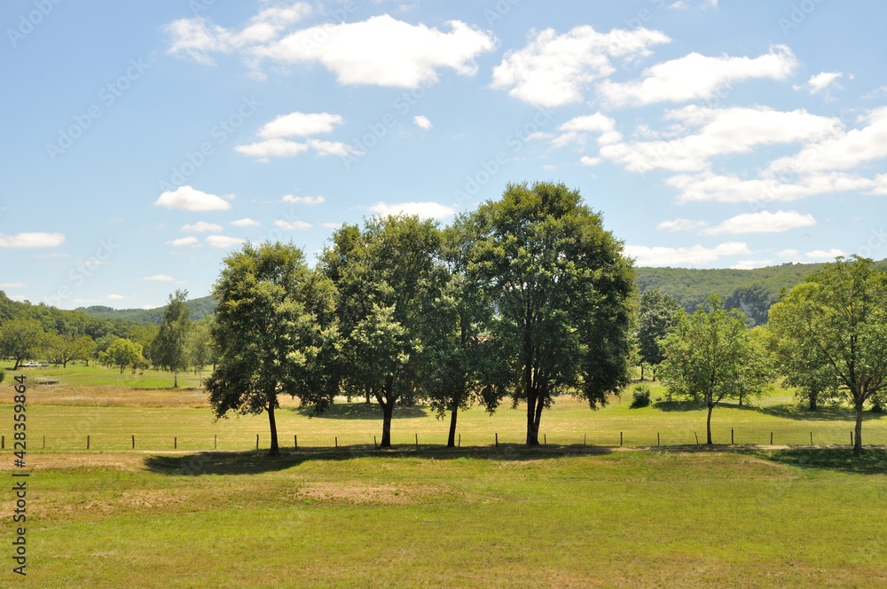 Trees in fields