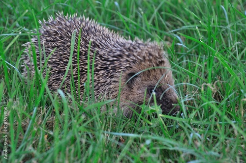 Hedgehog in a meadow