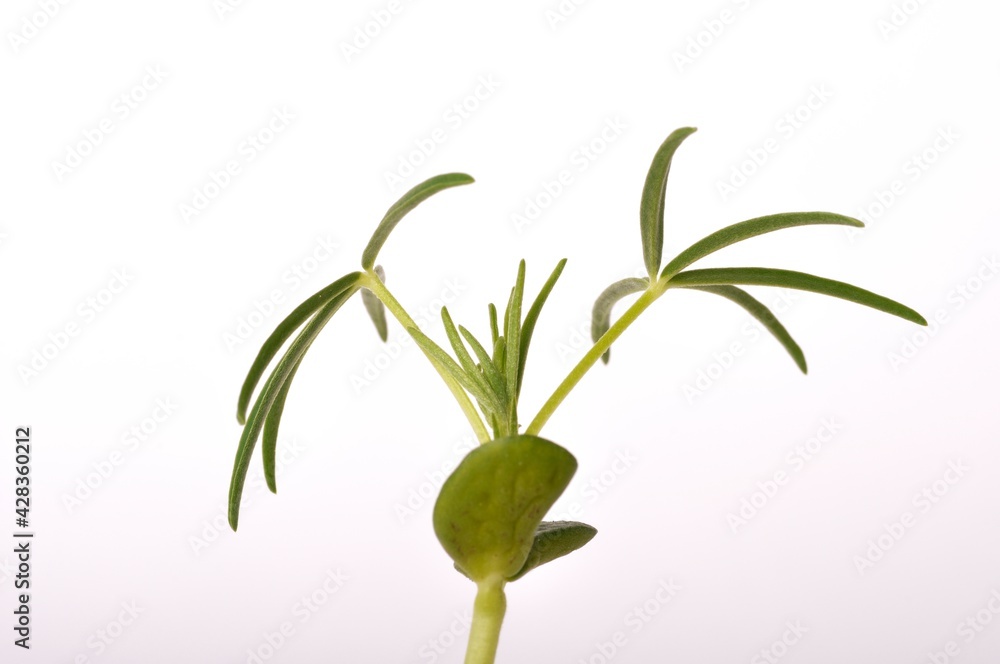 Fototapeta premium lupine fodder on a white background
