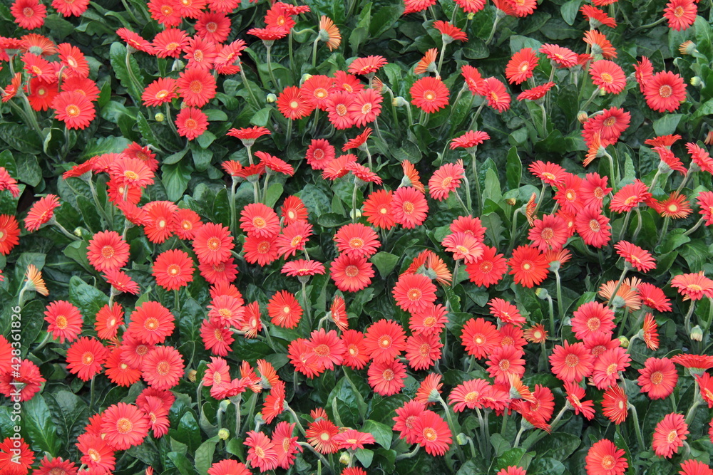 A Background Image of Red Daisy Flower Plants. A Background Image of Red Daisy Flower Plants.