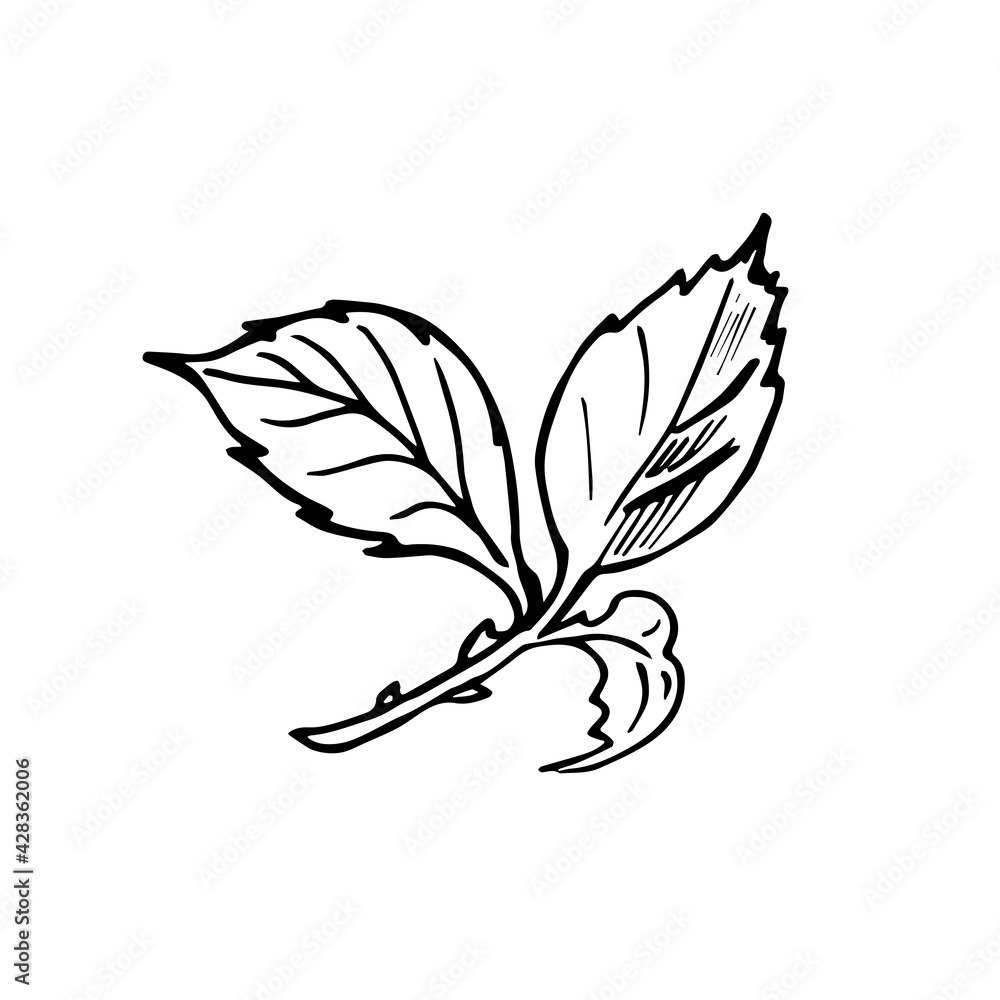 Single hand drawn rose branch with thorns. Doodle vector illustration. Isolated on white background. Icon vector illustration design template. Floral element for design in black color. Ink sketch Single hand drawn rose branch with thorns. Doodle vector illustration. Isolated on white background. Icon vector illustration design template. Floral element for design in black color. Ink sketch