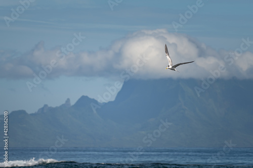 Thalasseus bergii - Greater Crested Tern Moorea French Polynesia