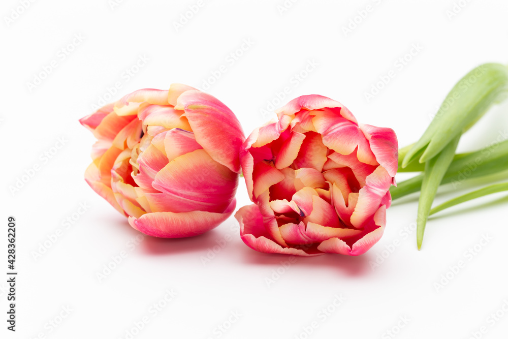 Pink color tulips on the white background. Retro vintage style. Pink color tulips on the white background. Retro vintage style.