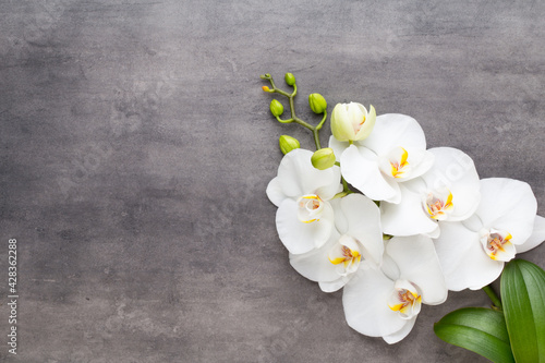 Beauty orchid on a gray background. Spa scene.