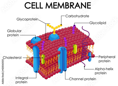 Human cell membrane structure