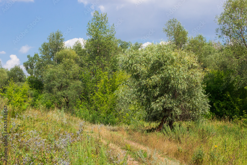 Russian countryside. The right bank of the Sok river, Samara region. Russian countryside. The right bank of the Sok river, Samara region.