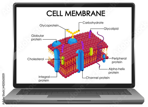 Cell membrane structure on laptop screen