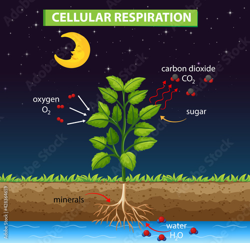 Diagram showing process of cellular respiration