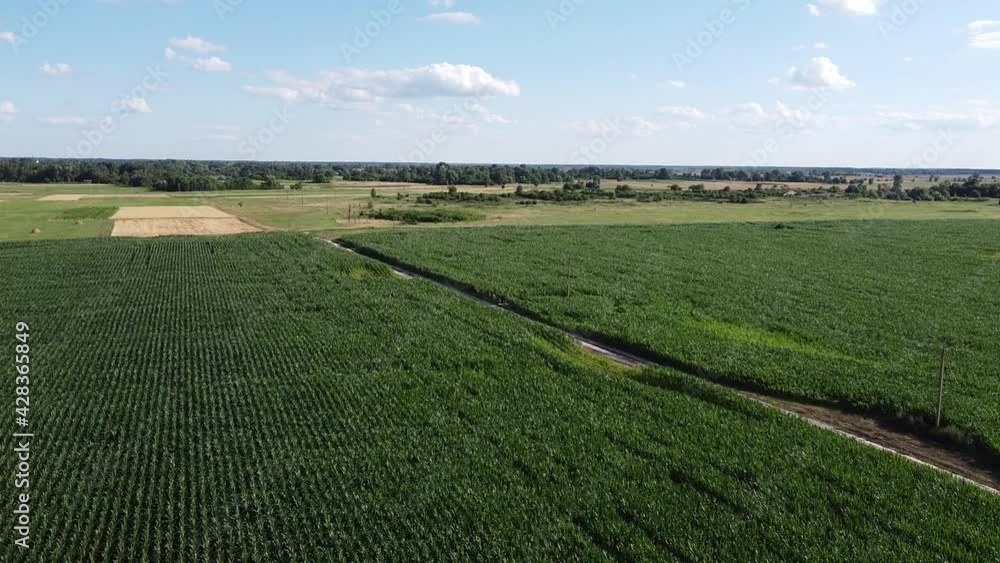 Huge cornfield on a sunny summer day, aerial view. Blue sky over green farm field, landscape.
Huge cornfield on a sunny summer day, aerial view. Blue sky over green farm field, landscape.