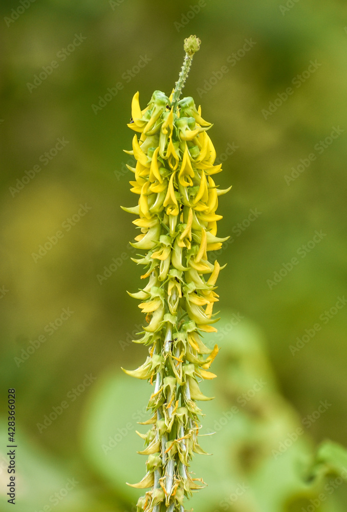 Yellow sweet clover (Melilotus officinalis) flower