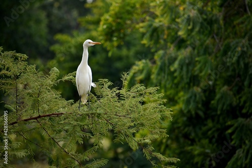 Photography White crane sitting on the tree branch