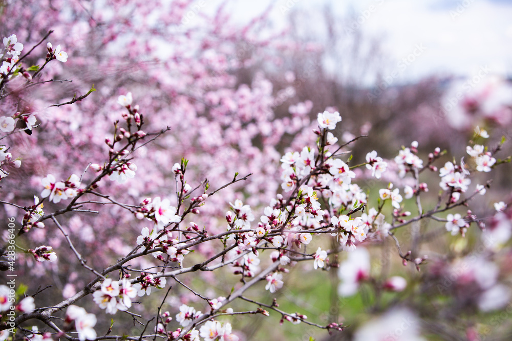 Spring blossom background. Beautiful nature scene with blooming tree. Spring flowers Spring blossom background. Beautiful nature scene with blooming tree. Spring flowers
