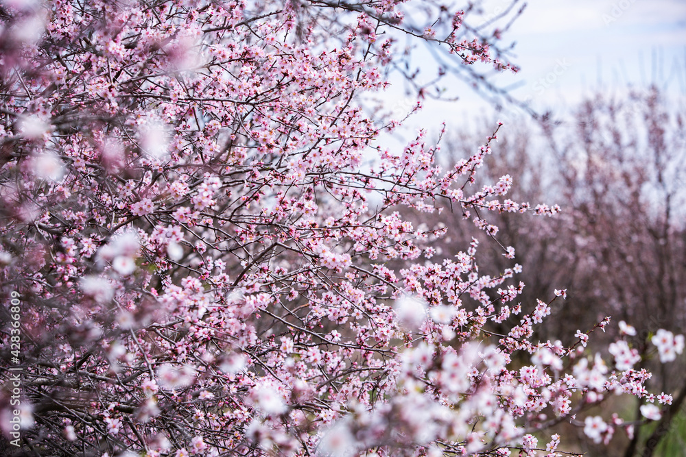Spring blossom background. Beautiful nature scene with blooming tree. Spring flowers Spring blossom background. Beautiful nature scene with blooming tree. Spring flowers