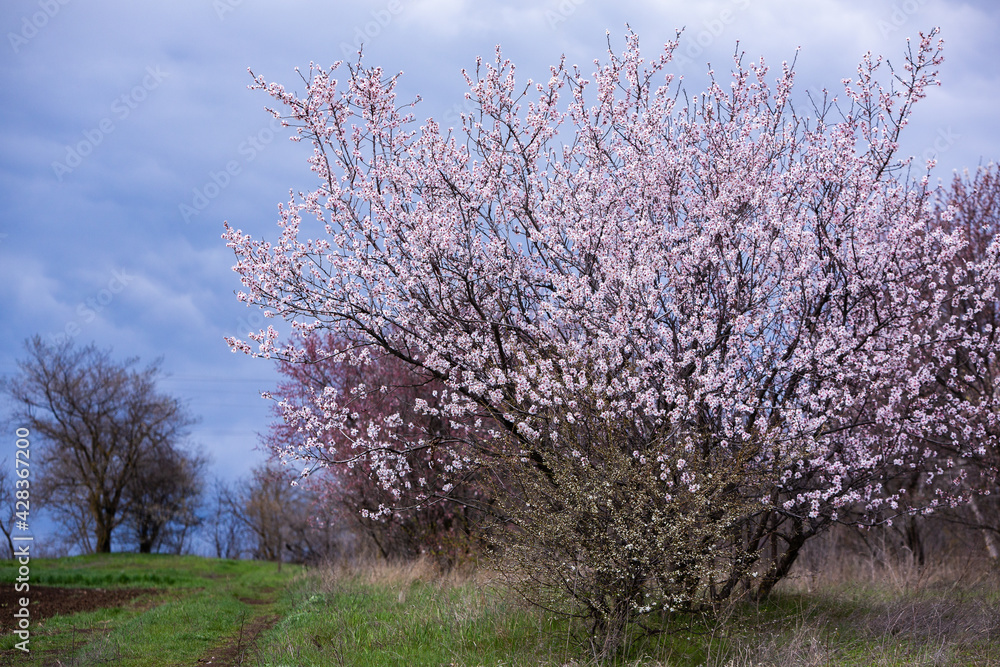 Spring blossom background. Beautiful nature scene with blooming tree. Spring flowers Spring blossom background. Beautiful nature scene with blooming tree. Spring flowers