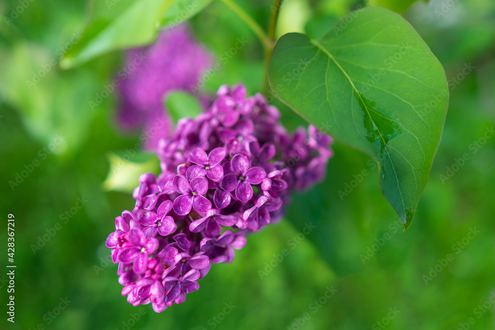 A bunch of blooming lilacs on a branch in springtime on green blurred background A bunch of blooming lilacs on a branch in springtime on green blurred background