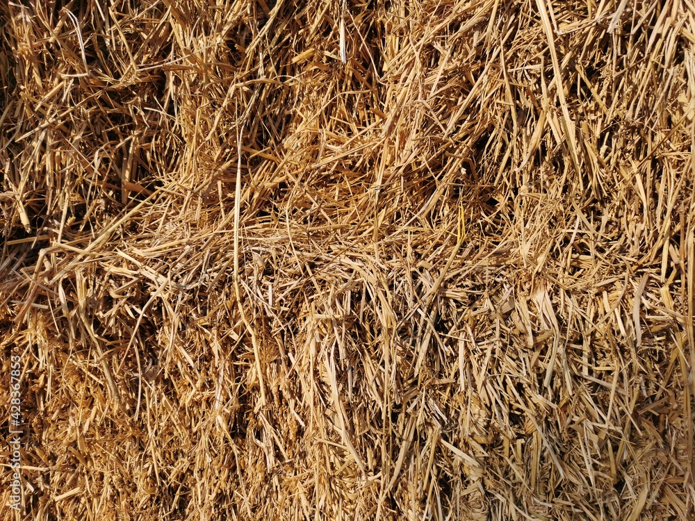 Dried rice straw is used as a background image Dried rice straw is used as a background image