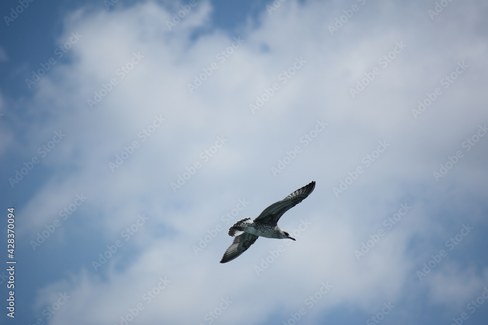 A lonely seagull in the sky. Flying seagull. Seagulls in Istanbul. A lonely seagull in the sky. Flying seagull. Seagulls in Istanbul.
