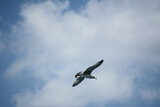 A lonely seagull in the sky. Flying seagull. Seagulls in Istanbul.