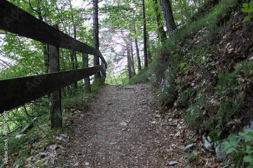Easy trail in the forest, Folgaria, Italy
