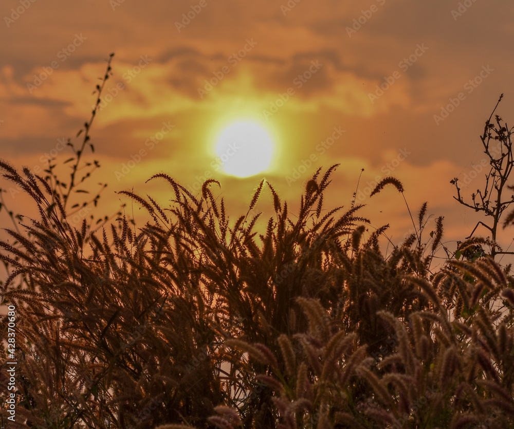 Beautiful shot of a Desho grass Pennisetum pedicellatum with the sun at evening sunset time 