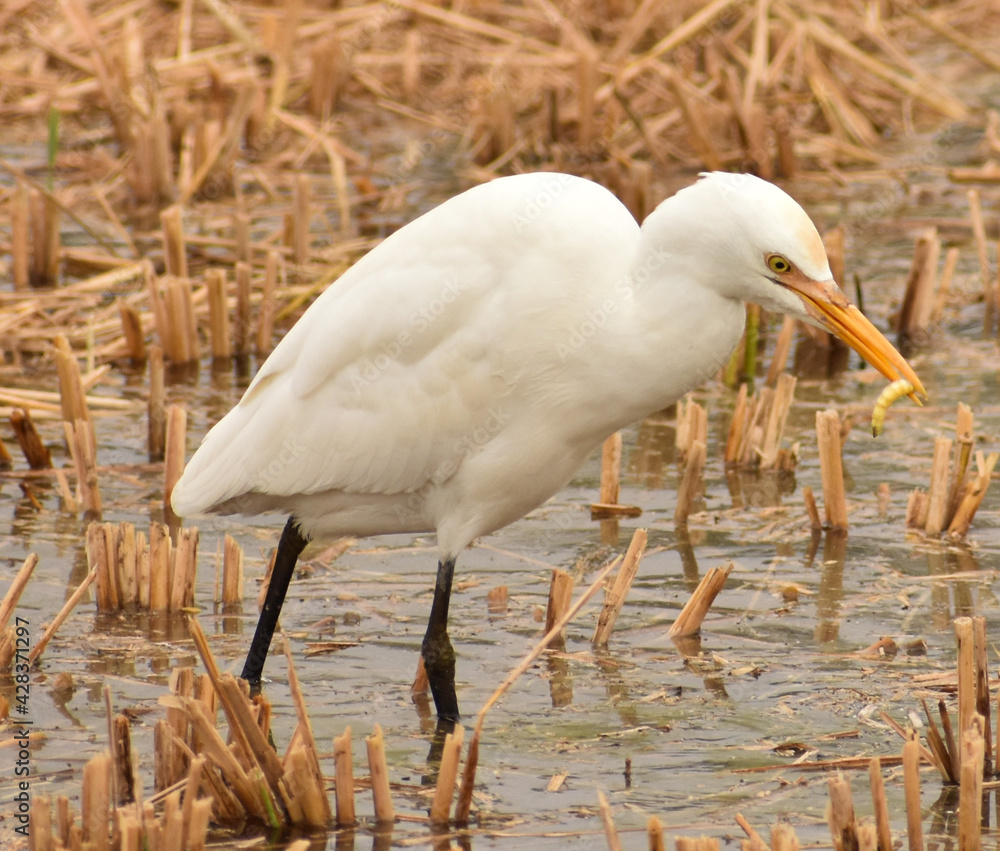 Obraz premium Great Egrets eating worm 