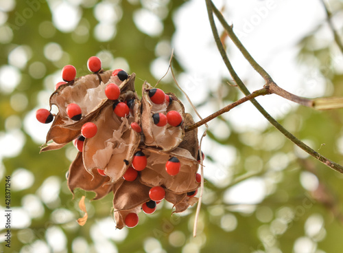 Adenanthera pavonina or Red Sandalwood or Coral Tree seed pods. photo