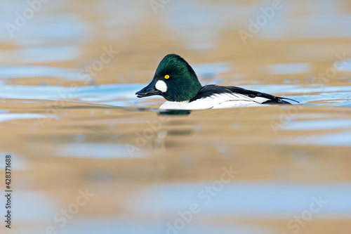 A male adult goldeneye (Bucephala clangula) swimming in a lake on a sunny cold day.