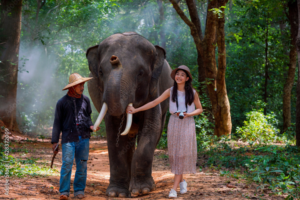 Fototapeta premium Asian girl walking with elephant and mahout in the forest. Tourism asian women holding camera in elephant village.