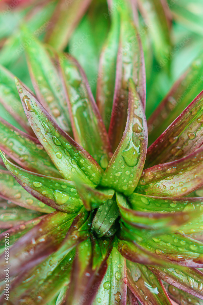 Green plant with water drops after rain texture background Green plant with water drops after rain texture background