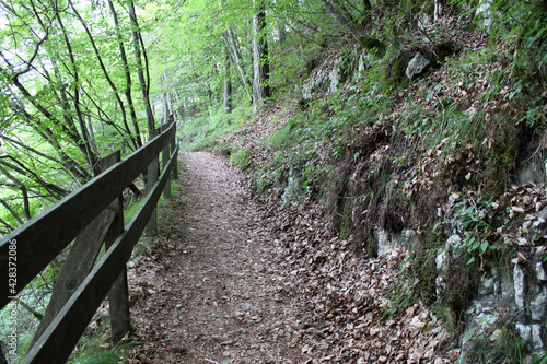 Easy trail in the forest near Folgaria, Italy