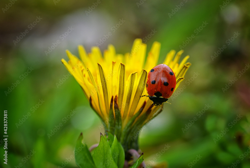 Ladybug Ladybug
