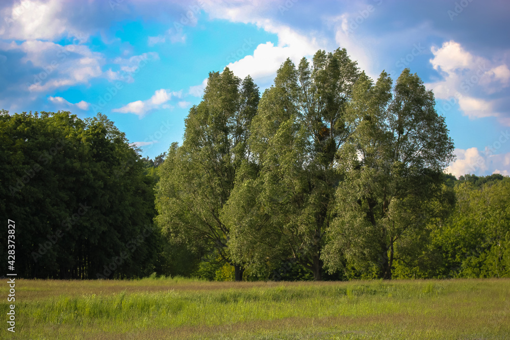 Temperate broadleaf and mixed forest. Natural spring or summer landscape. Green trees on the background of a green meadow, meadows, lawns. Green grass and blue cloudy sky in good warm sunny day. Temperate broadleaf and mixed forest. Natural spring or summer landscape. Green trees on the background of a green meadow, meadows, lawns. Green grass and blue cloudy sky in good warm sunny day.