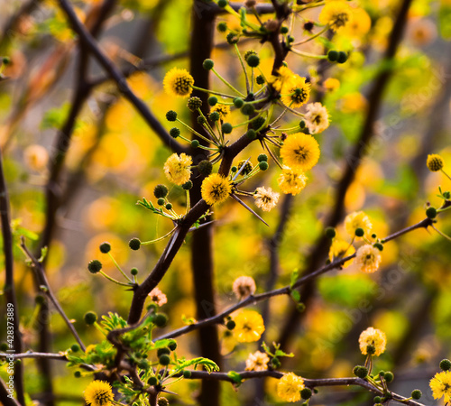Photography Babul (Acacia nilotica) flower
