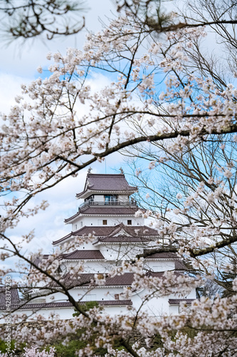 満開の桜と会津若松鶴ヶ城 © 藤田 昌宏