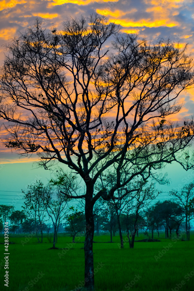 Naklejka premium Beautiful tree and beautiful evening