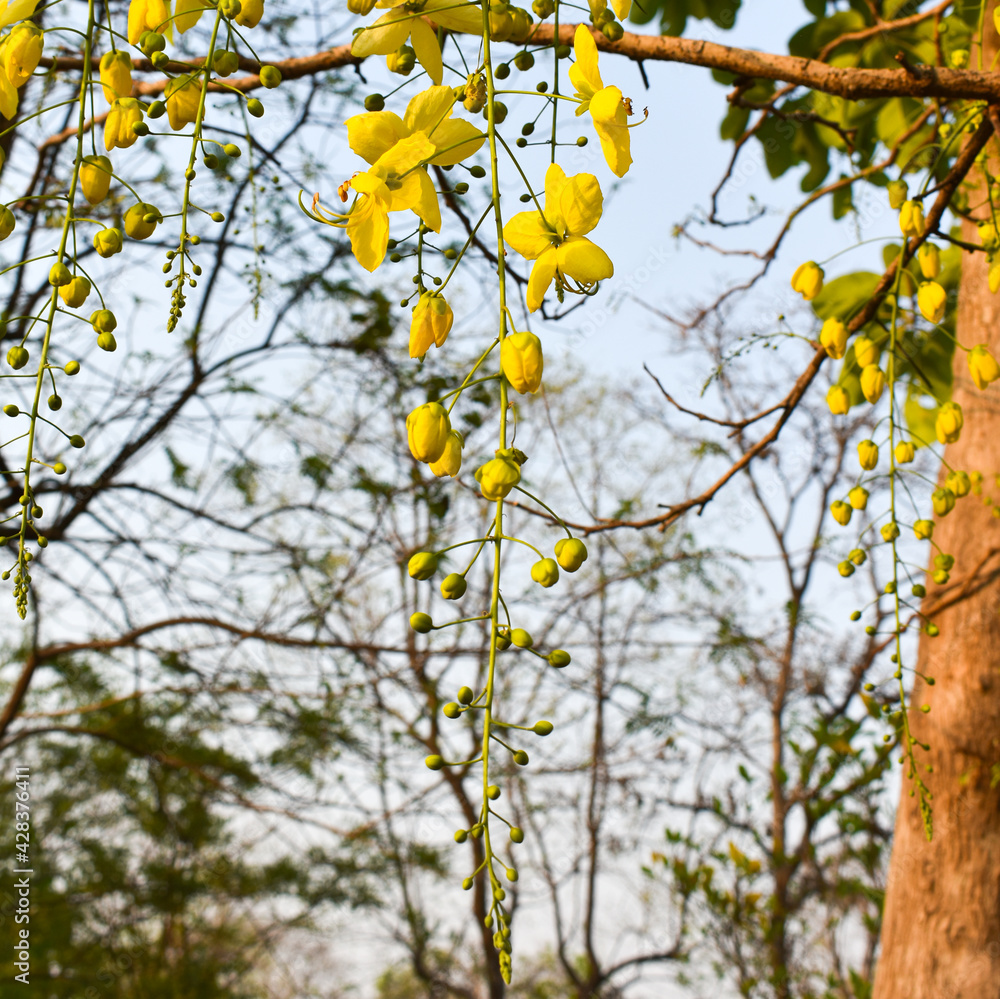 Cassia fistula, commonly known as golden shower, purging cassia, Indian laburnum, or pudding-pipe tree. It is a flowering plant. Cassia fistula, commonly known as golden shower, purging cassia, Indian laburnum, or pudding-pipe tree. It is a flowering plant.